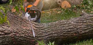 How Our Tree Care Process Works  in  St Henry, OH